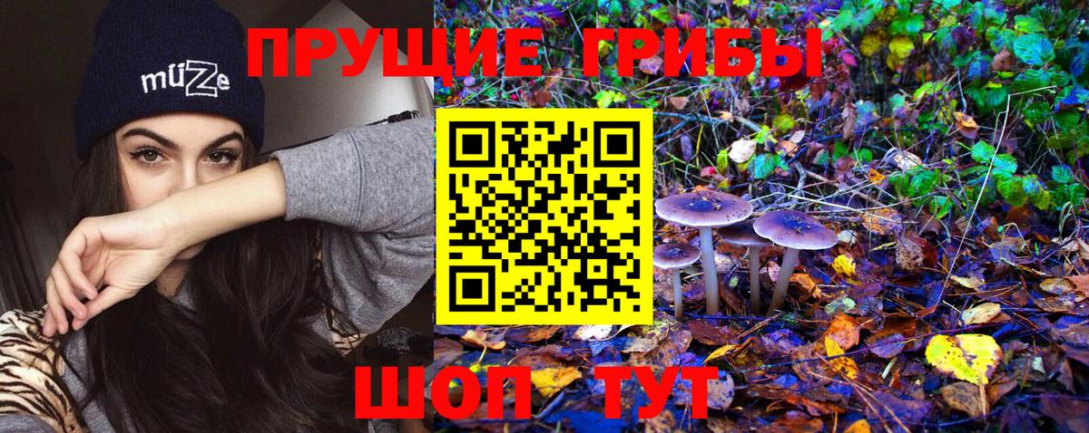 Псилоцибиновые грибы Psilocybe Урюпинск